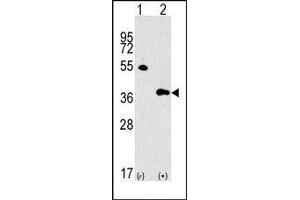 Image no. 1 for anti-G protein beta subunit-like (GBL) (Middle Region) antibody (ABIN360719)