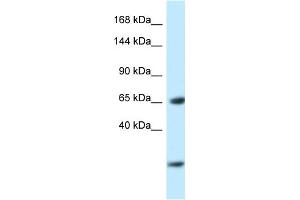 Image no. 1 for anti-Early B-Cell Factor 3 (EBF3) (N-Term) antibody (ABIN2779700)