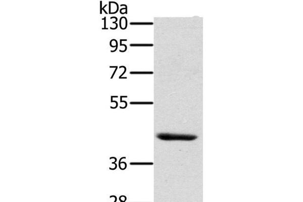 HSD3B7 anticorps
