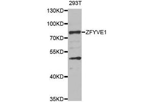 Image no. 1 for anti-Zinc Finger, FYVE Domain Containing 1 (ZFYVE1) antibody (ABIN2560826)