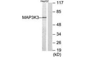Image no. 1 for anti-Mitogen-Activated Protein Kinase Kinase Kinase 3 (MAP3K3) (AA 101-150) antibody (ABIN1534084)