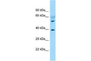 Image no. 1 for anti-Lysophosphatidic Acid Receptor 6 (LPAR6) (C-Term) antibody (ABIN2790481)
