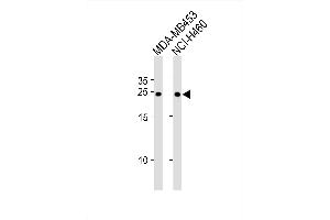 Image no. 1 for anti-B-Cell Receptor-Associated Protein 31 (BCAP31) (AA 120-147) antibody (ABIN1881103)
