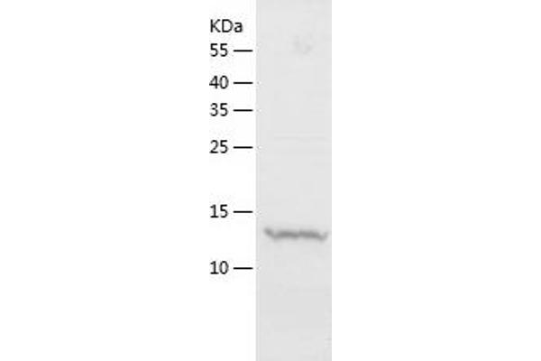 Sortilin 1 Protein (SORT1) (AA 610-754) (His tag)