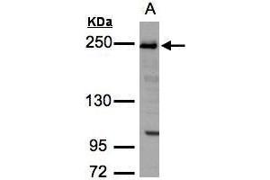 Image no. 2 for anti-Tight Junction Protein 1 (TJP1) (N-Term) antibody (ABIN2856624)