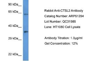Image no. 1 for anti-Cathepsin L2 (CTSL2) (C-Term) antibody (ABIN2788750)