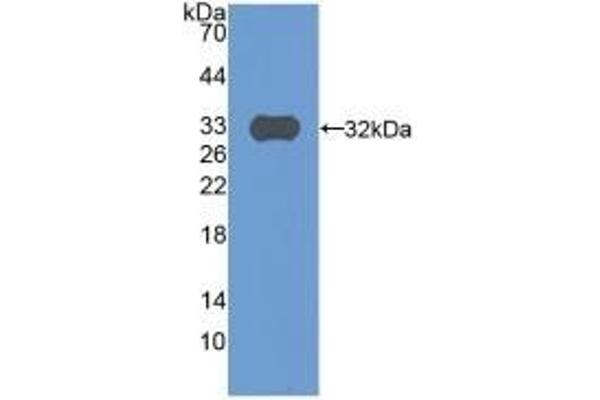 C9 antibody  (AA 22-265)