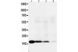 Image no. 1 for anti-Interleukin 18 (IL18) (AA 175-193), (C-Term) antibody (ABIN3042624)