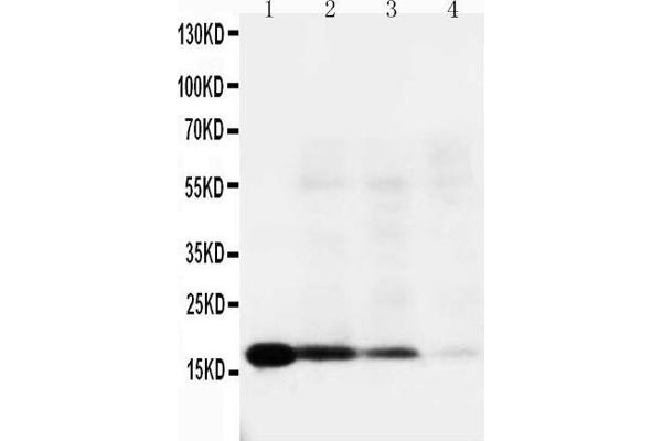 anti-Interleukin 18 (IL18) (AA 175-193), (C-Term) antibody