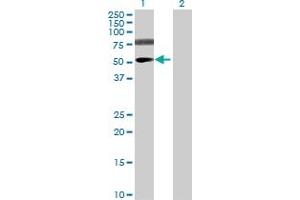 Image no. 1 for anti-V-Set and Immunoglobulin Domain Containing 1 (VSIG1) (AA 1-387) antibody (ABIN531649)