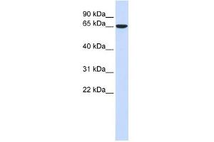 Image no. 1 for anti-Cytoskeleton-Associated Protein 4 (CKAP4) (Middle Region) antibody (ABIN635553)