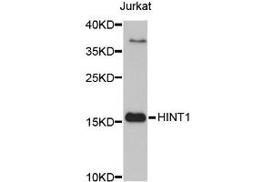 Image no. 1 for anti-Histidine Triad Nucleotide Binding Protein 1 (HINT1) antibody (ABIN1872970)