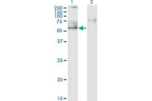 Image no. 3 for anti-IKAROS Family Zinc Finger 5 (Pegasus) (IKZF5) (AA 2-100) antibody (ABIN528620)