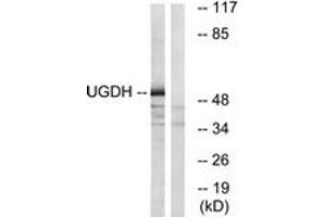 Image no. 1 for anti-UDP-Glucose 6-Dehydrogenase (UGDH) (AA 391-440) antibody (ABIN1535450)