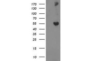 Image no. 1 for anti-Glucosidase, Beta, Acid 3 (Cytosolic) (GBA3) (AA 1-150), (AA 370-469) antibody (ABIN1490585)