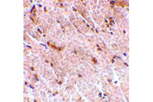 Image no. 5 for anti-Mitogen-Activated Protein Kinase Associated Protein 1 (MAPKAP1) (N-Term) antibody (ABIN6656766)