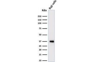 Image no. 1 for anti-POU Class 2 Associating Factor 1 (POU2AF1) (AA 148-255) antibody (ABIN6940356)