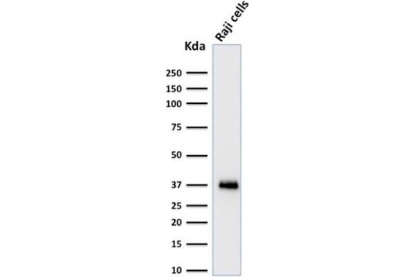 anti-POU Class 2 Associating Factor 1 (POU2AF1) (AA 148-255) antibody