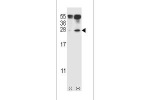IL-27 anticorps  (AA 57-87)