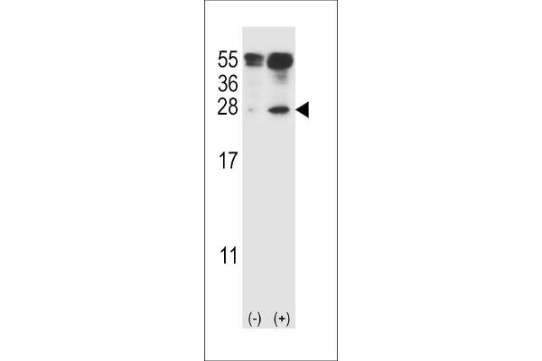 IL-27 antibody  (AA 57-87)