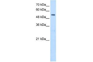Image no. 2 for anti-serine Hydroxymethyltransferase 2 (Mitochondrial) (SHMT2) (N-Term) antibody (ABIN2782502)