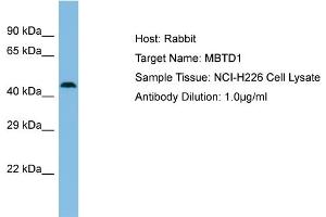 Image no. 1 for anti-Mbt Domain Containing 1 (MBTD1) (N-Term) antibody (ABIN2784253)