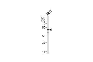 Image no. 2 for anti-Y Box Binding Protein 1 (YBX1) (AA 149-178) antibody (ABIN1882002)