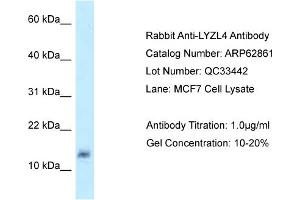 Image no. 1 for anti-Lysozyme-Like 4 (LYZL4) (Middle Region) antibody (ABIN2789271)