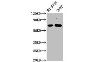 GALNT9 antibody  (AA 184-338)