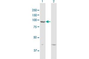 Image no. 1 for anti-Dipeptidyl-Peptidase 9 (DPP9) (AA 1-863) antibody (ABIN1774868)