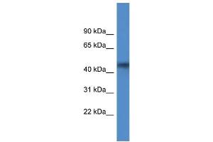 Image no. 1 for anti-1-Acylglycerol-3-Phosphate O-Acyltransferase 4 (AGPAT4) (Middle Region) antibody (ABIN2788599)