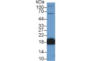 Image no. 2 for anti-Complexin 2 (CPLX2) (AA 1-134) antibody (ABIN1858480)