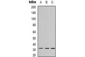 Image no. 1 for anti-Complement Component 1, Q Subcomponent-Like 2 (C1QL2) (C-Term) antibody (ABIN2801408)