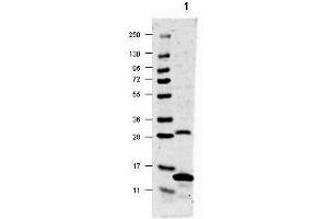 Image no. 3 for anti-Interleukin 17A (IL17A) antibody (ABIN349633)