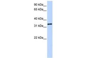 Image no. 1 for anti-3-hydroxyanthranilate 3,4-Dioxygenase (HAAO) (AA 72-121) antibody (ABIN6740761)