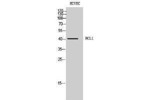 Image no. 1 for anti-RNA Terminal Phosphate Cyclase-Like 1 (RCL1) (C-Term) antibody (ABIN3186717)