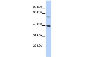 Image no. 1 for anti-V-Maf Musculoaponeurotic Fibrosarcoma Oncogene Homolog (Avian) (MAF) (N-Term) antibody (ABIN2780675)