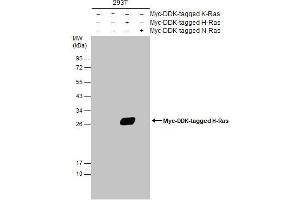 Image no. 2 for anti-HRas proto-oncogene, GTPase (HRAS) (C-Term) antibody (ABIN2857002)
