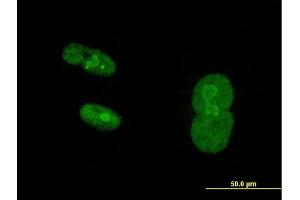 Image no. 2 for anti-Nuclear Receptor Subfamily 2, Group C, Member 1 (NR2C1) (AA 1-467) antibody (ABIN1774819)