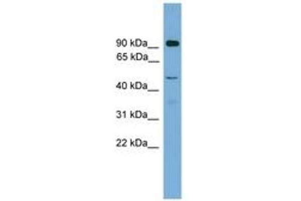 ZFY2 antibody  (AA 251-300)
