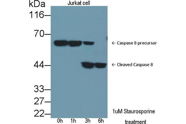 Caspase 8/p43/p18 antibody (13423-1-AP)