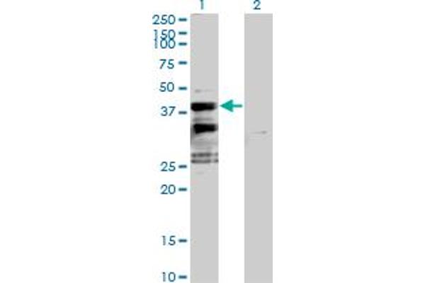SFXN2 抗体  (AA 1-322)