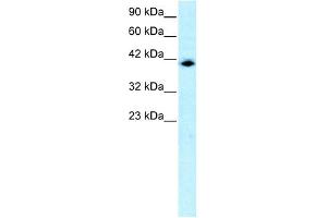 Image no. 2 for anti-Interferon Regulatory Factor 9 (IRF9) (N-Term) antibody (ABIN2777226)