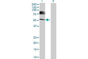 Image no. 1 for anti-Testis-Specific serine Kinase Substrate (TSKS) (AA 1-589) antibody (ABIN528404)