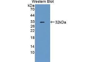 Image no. 1 for anti-Methyltransferase Like 21C (METTL21C) (AA 1-248) antibody (ABIN5013937)