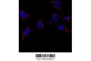 Image no. 3 for anti-Bone Morphogenetic Protein 7 (BMP7) (AA 15-44), (N-Term) antibody (ABIN388457)
