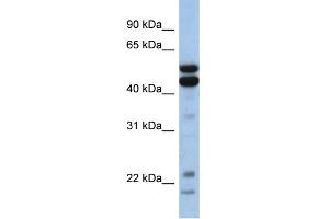 Image no. 2 for anti-Nuclear Factor, Interleukin 3 Regulated (NFIL3) (Middle Region) antibody (ABIN2777219)