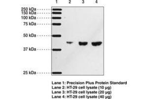 Image no. 1 for anti-Prostaglandin D2 Receptor (PTGDR) antibody (ABIN2451688)