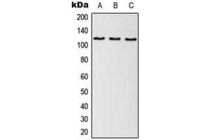 Image no. 2 for anti-Elongation Factor Tu GTP Binding Domain Containing 2 (EFTUD2) (Center) antibody (ABIN2707079)