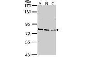 Image no. 1 for anti-DNA Repair Protein Complementing XP-B Cells (ERCC3) (AA 521-712) antibody (ABIN467451)